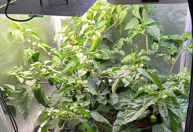 Active hydroponic grow environment used for MakersHydro validation