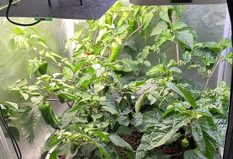 MakersHydro grow tent validation