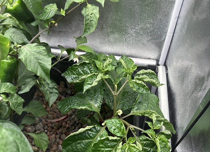 Healthy hydroponic plant growth used during MakersHydro validation