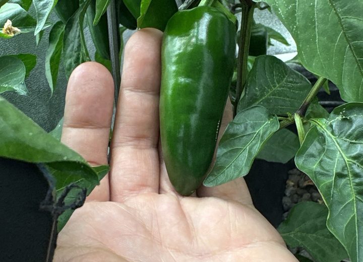 Cayenne harvest grown with MakersHydro Gen 1 prototype automation
